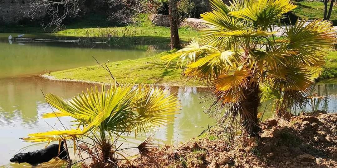 Les Amis De Gaure Apartment Rouffiac-d'Aude Bagian luar foto